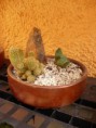 /album/cactus/arreglo-cactus-n1-jpg/